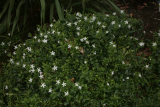 Vinca difformis RCP2-08 020.jpg